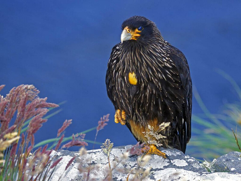 Black eagle on a rock