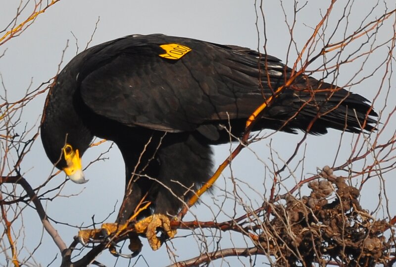 Black Eagle on Branch