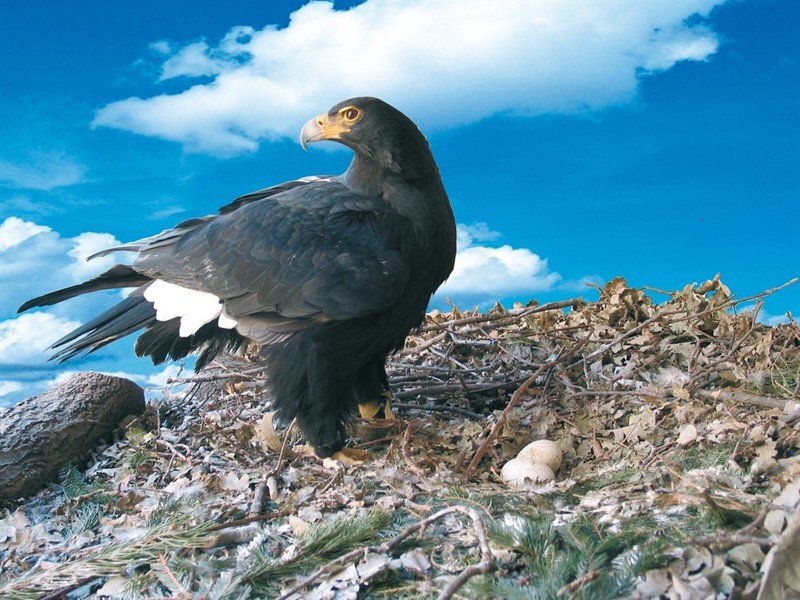 Black Eagle on Nest