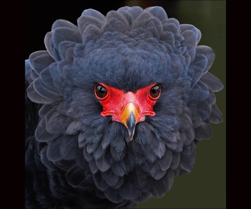 Black Eagle with Red Face — Gray