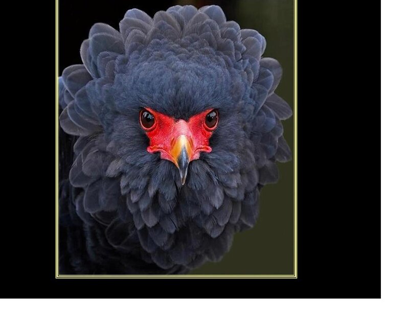 Black Eagle with Red Face — Intense