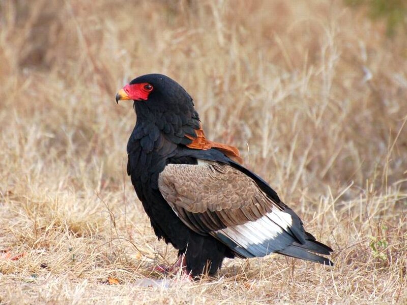 Black Eagle with Red Face