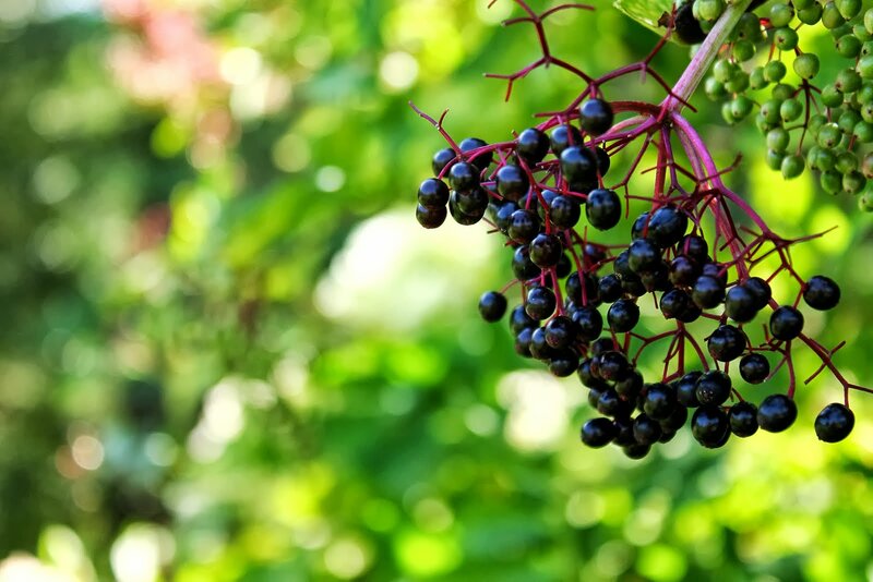 Black Elderberries on Branch