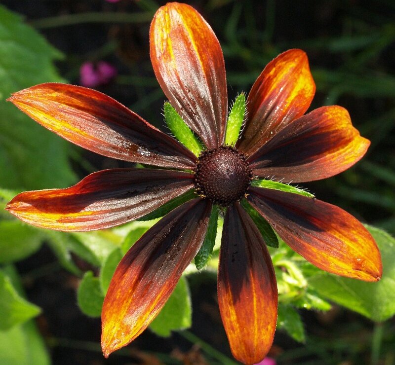 Black-eyed Susan Flower — Brown