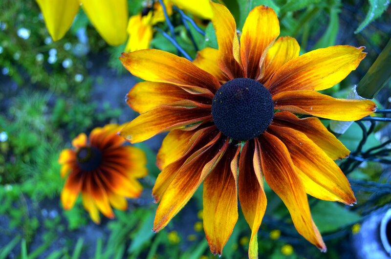 Black-eyed Susan Flower — Yellow, Natural