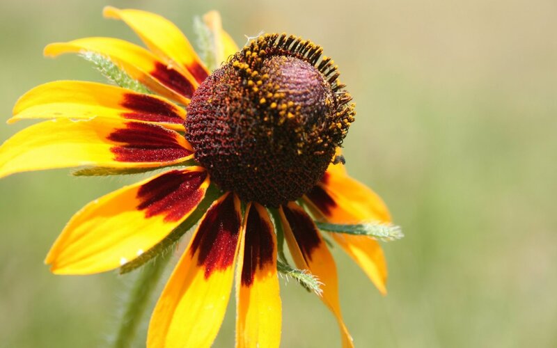 Black-eyed Susan Flower — Yellow