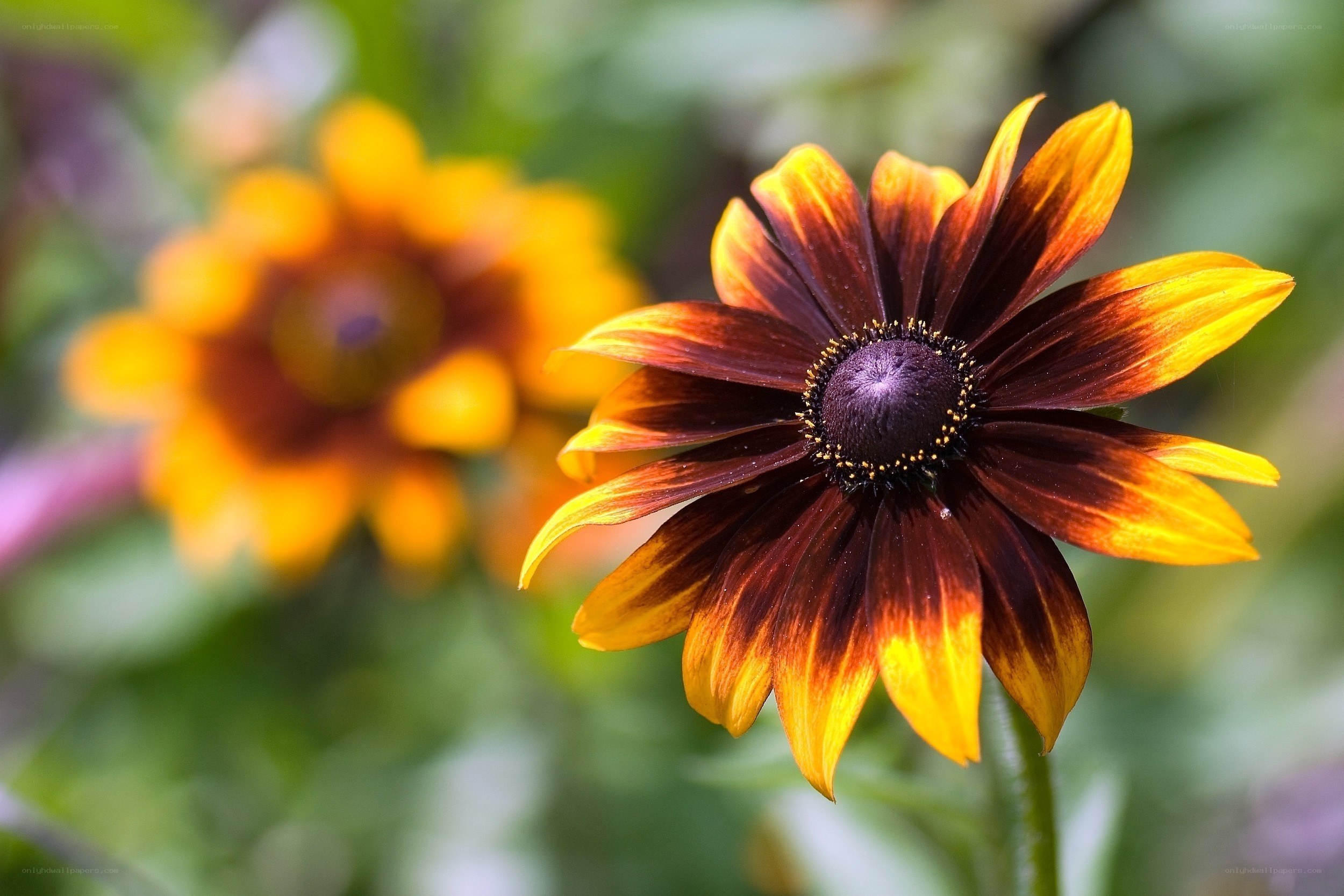 Black-eyed Susan flower