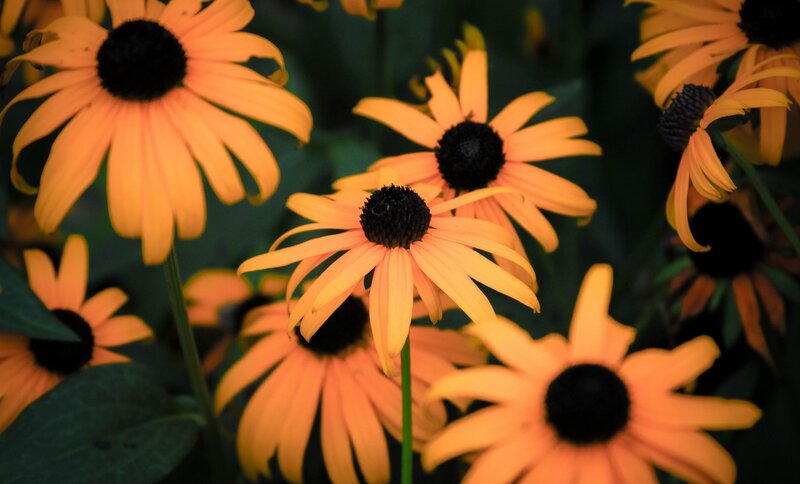 Black-eyed Susan Flowers — Orange