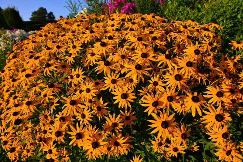 Black-eyed Susan Flowers — Yellow, Bright