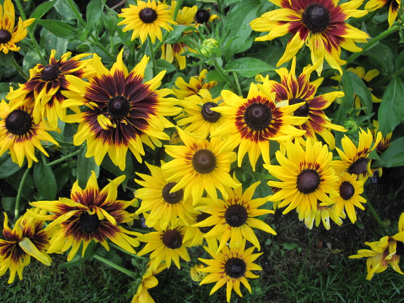 Black-eyed Susan Flowers — Yellow, Natural