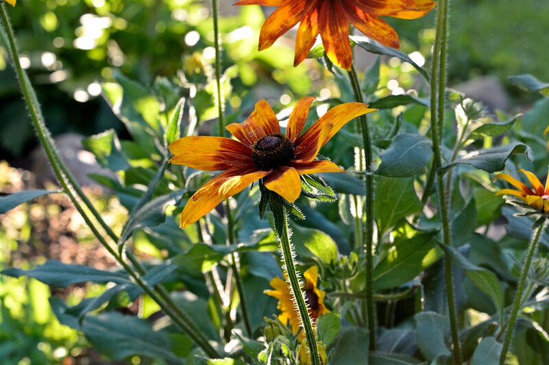 Black-eyed Susan Flowers — Yellow, Serene