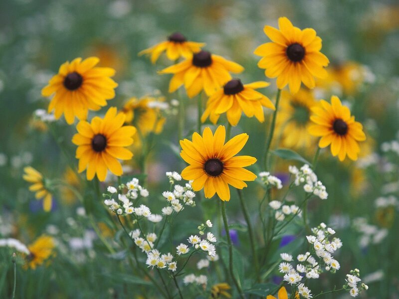 Black-eyed Susan Flowers — Yellow