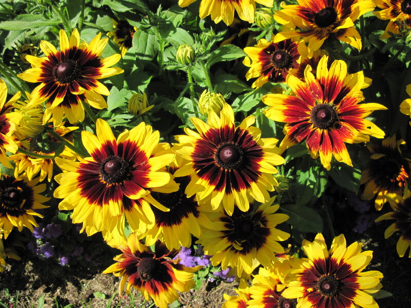 Black-eyed Susan Flowers — Yellow, Vibrant, Afternoon