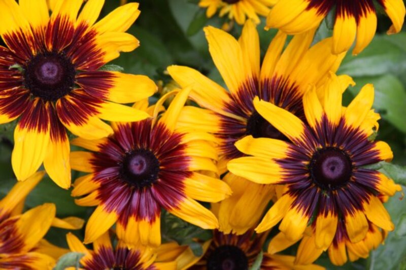Black-eyed Susan Flowers — Yellow, Vibrant