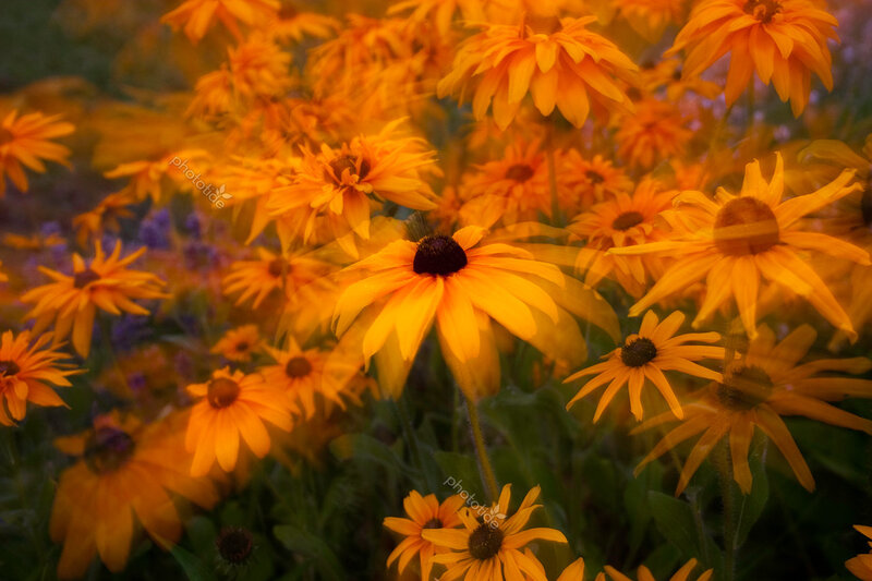 Black-eyed Susan Flowers — Yellow, Warm