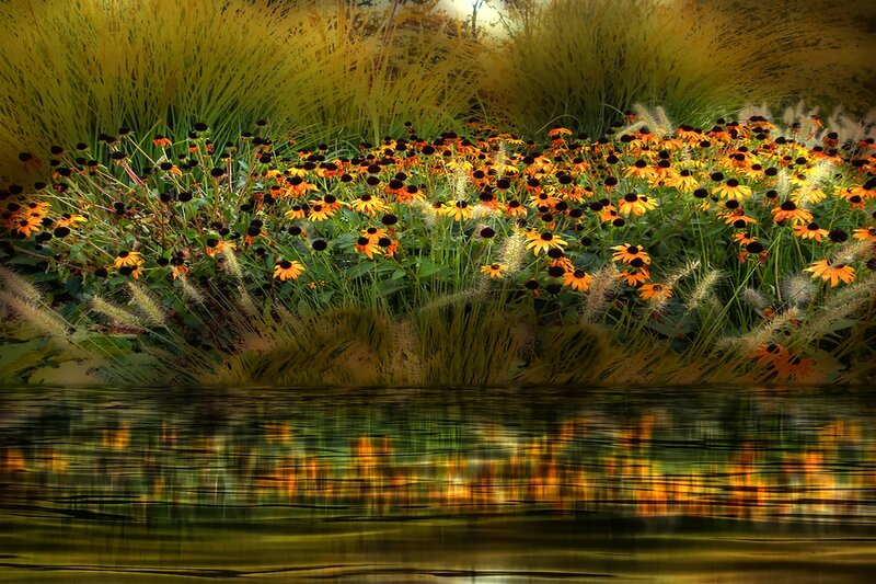 Black-eyed Susans by Water