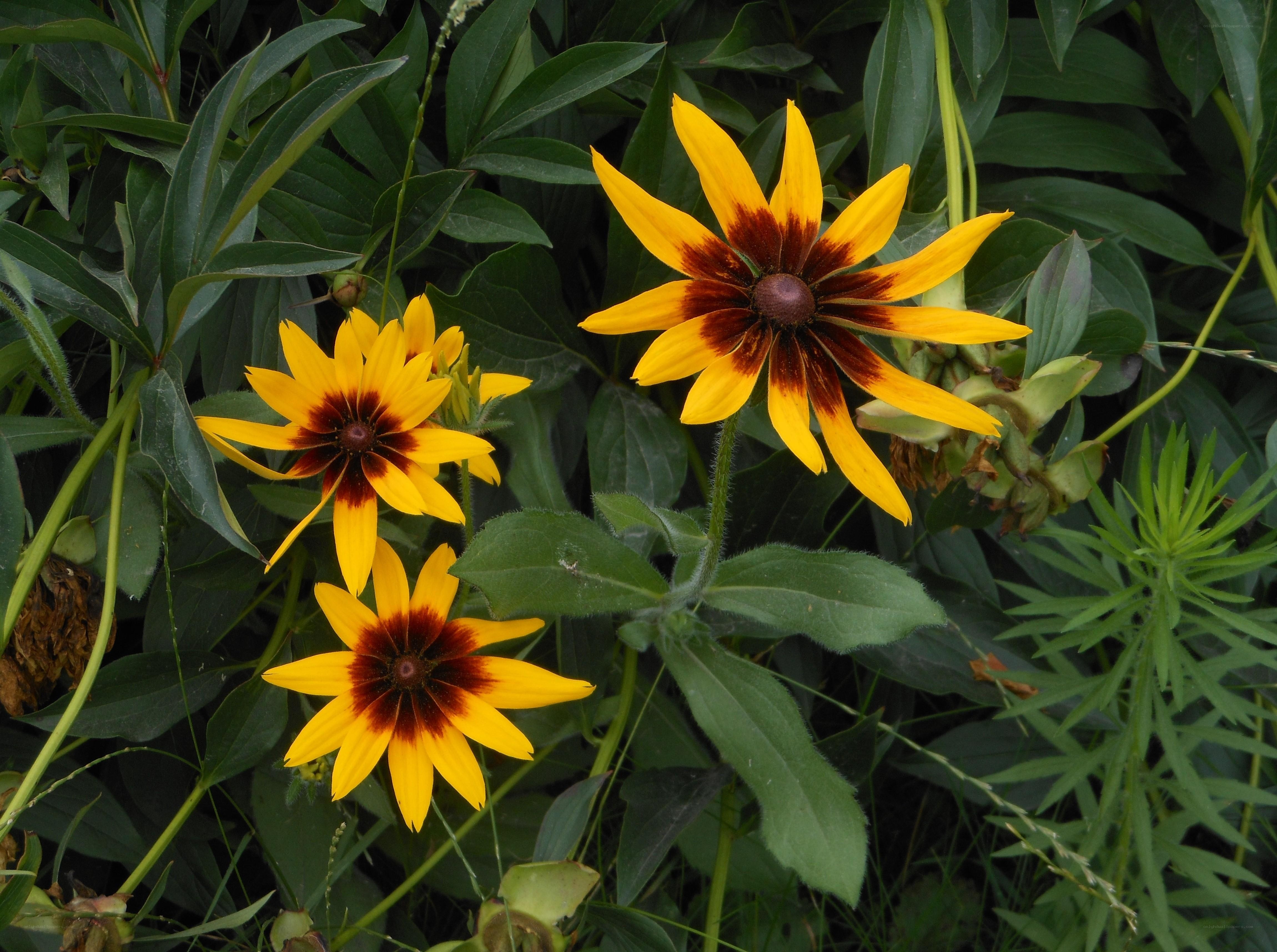 Black-eyed Susans in bloom
