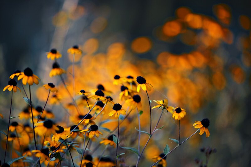 Black-eyed Susans in Field — Yellow, Serene, Autumn