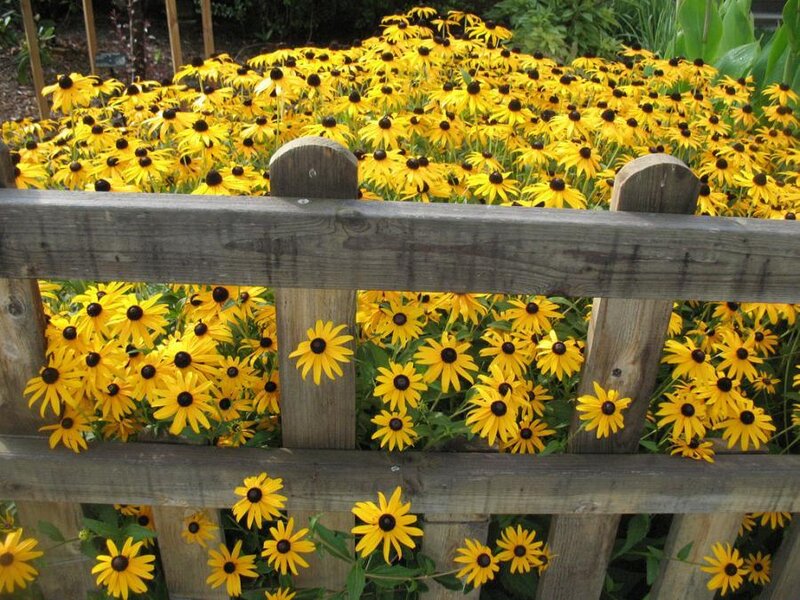 Black-eyed Susans in Garden