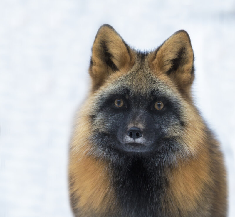 Black-faced Fox