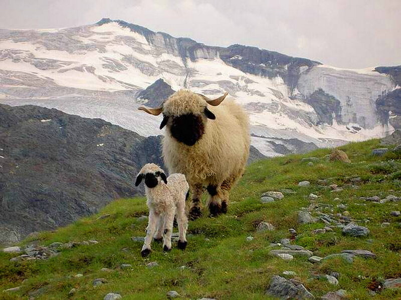 Black-faced Sheep and Lamb
