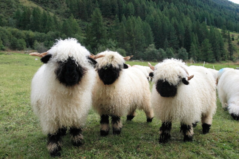 Black-faced Sheep in Field