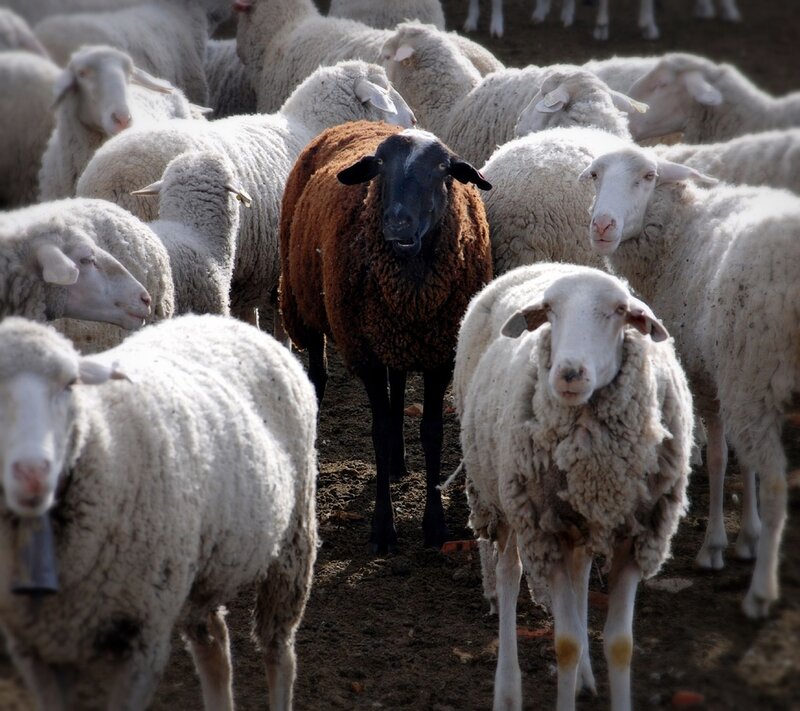 Black-faced Sheep in Flock