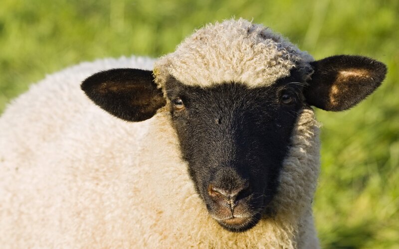 Black-faced Sheep — White