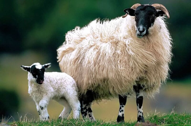 Black-faced Sheep with Lamb