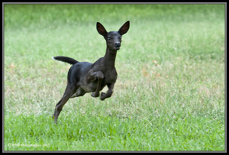 Black Fawn Deer