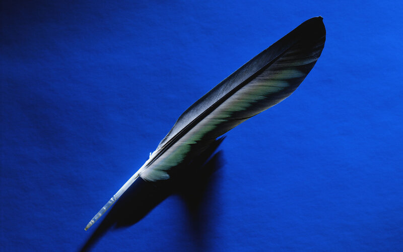 Black Feather on Blue