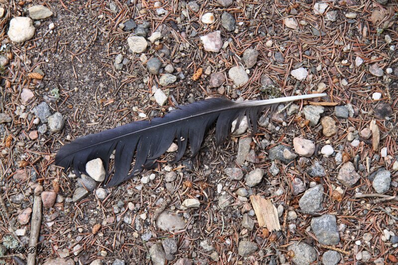 Black Feather on Ground