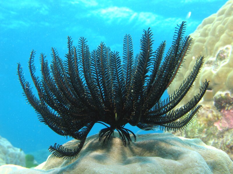 Black feather star on coral reef