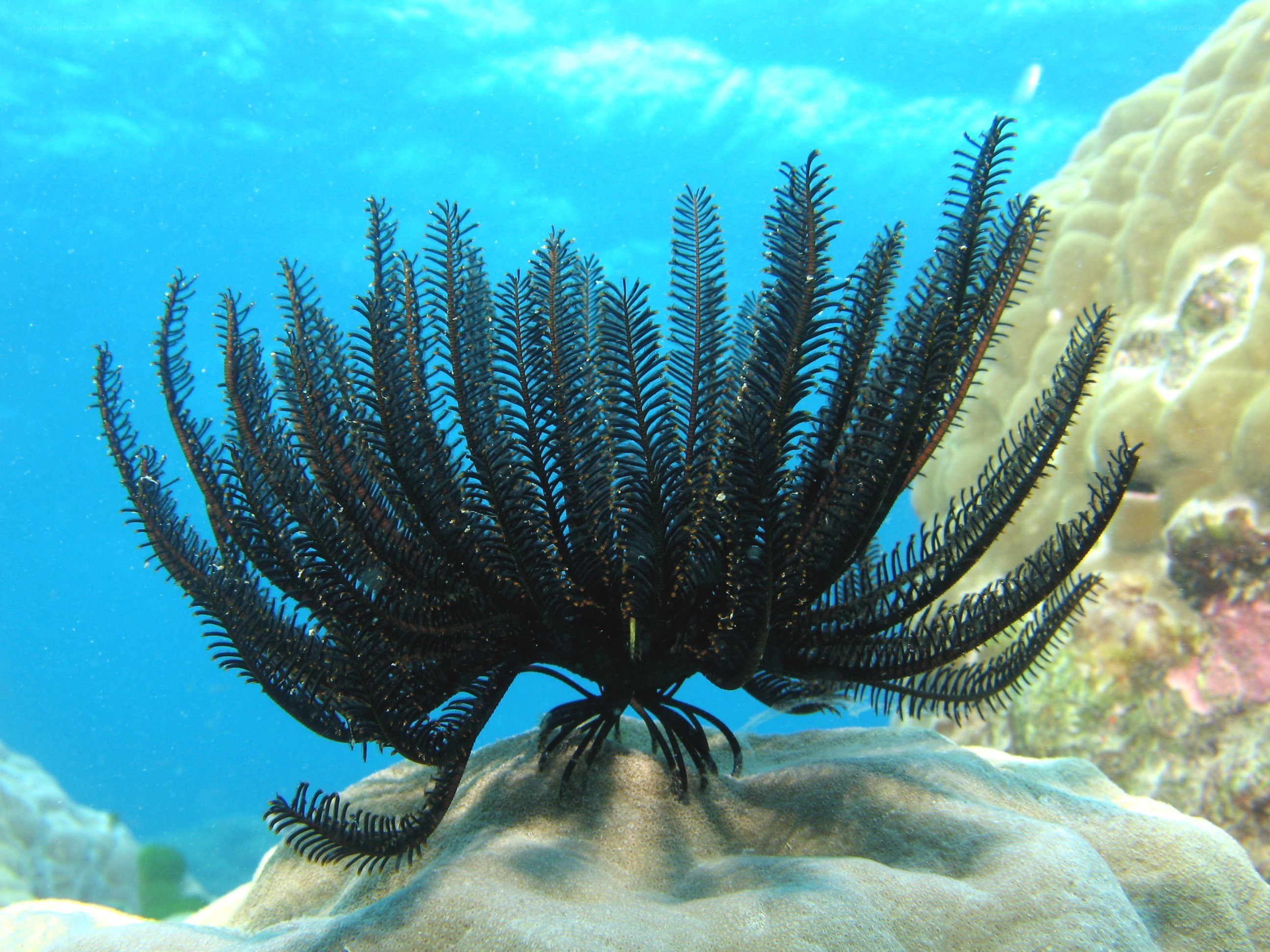 Black feather star on coral reef
