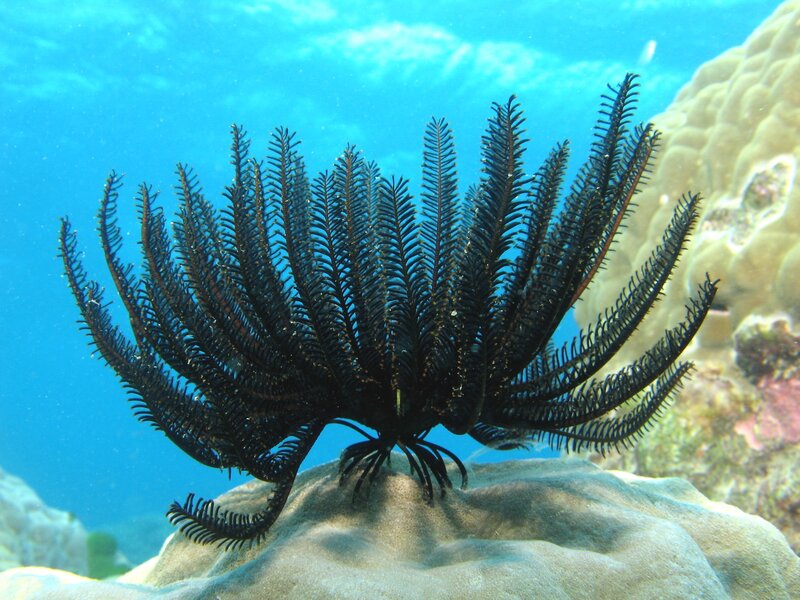 Black Feather Star