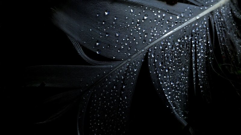 Black feather with water droplets