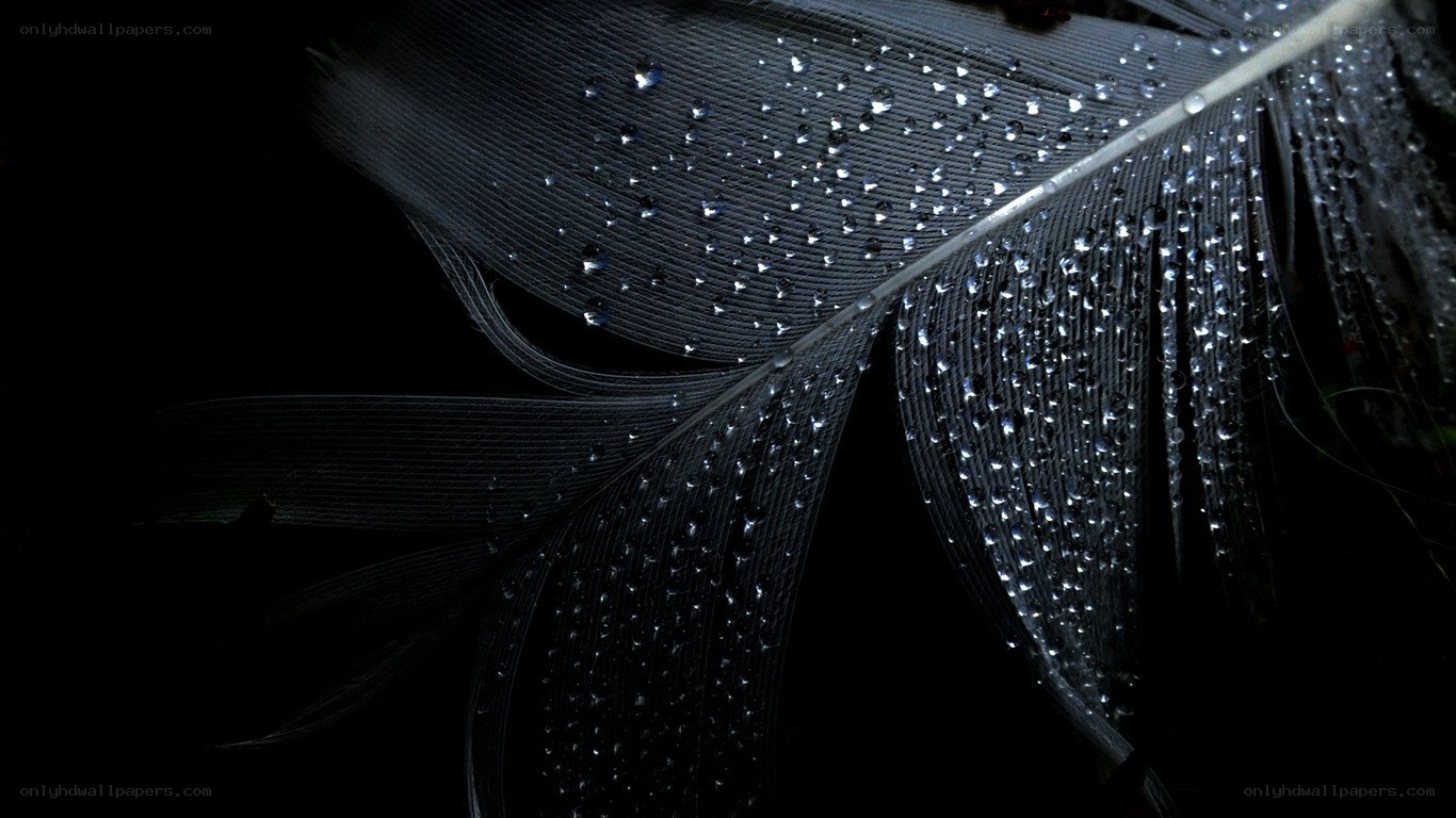 Black feather with water droplets