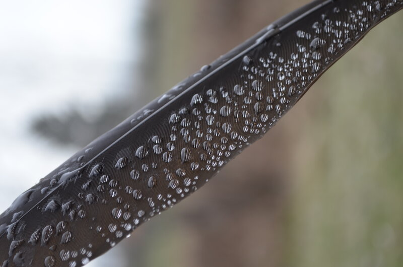 Black Feather with Water Droplets — Calm