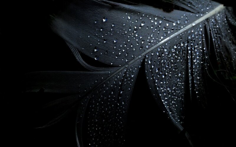 Black Feather with Water Droplets — Dramatic, Photograph