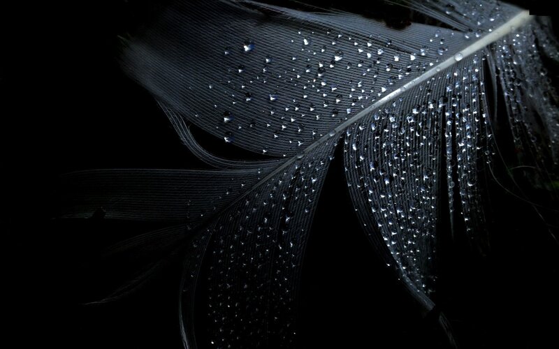 Black Feather with Water Droplets — Dramatic, Photograph, Water Droplets, Dark Background