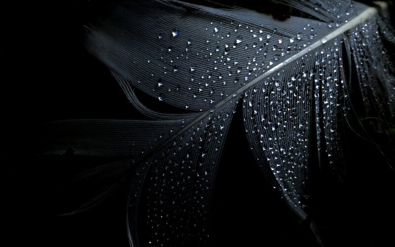 Black Feather with Water Droplets — Dramatic