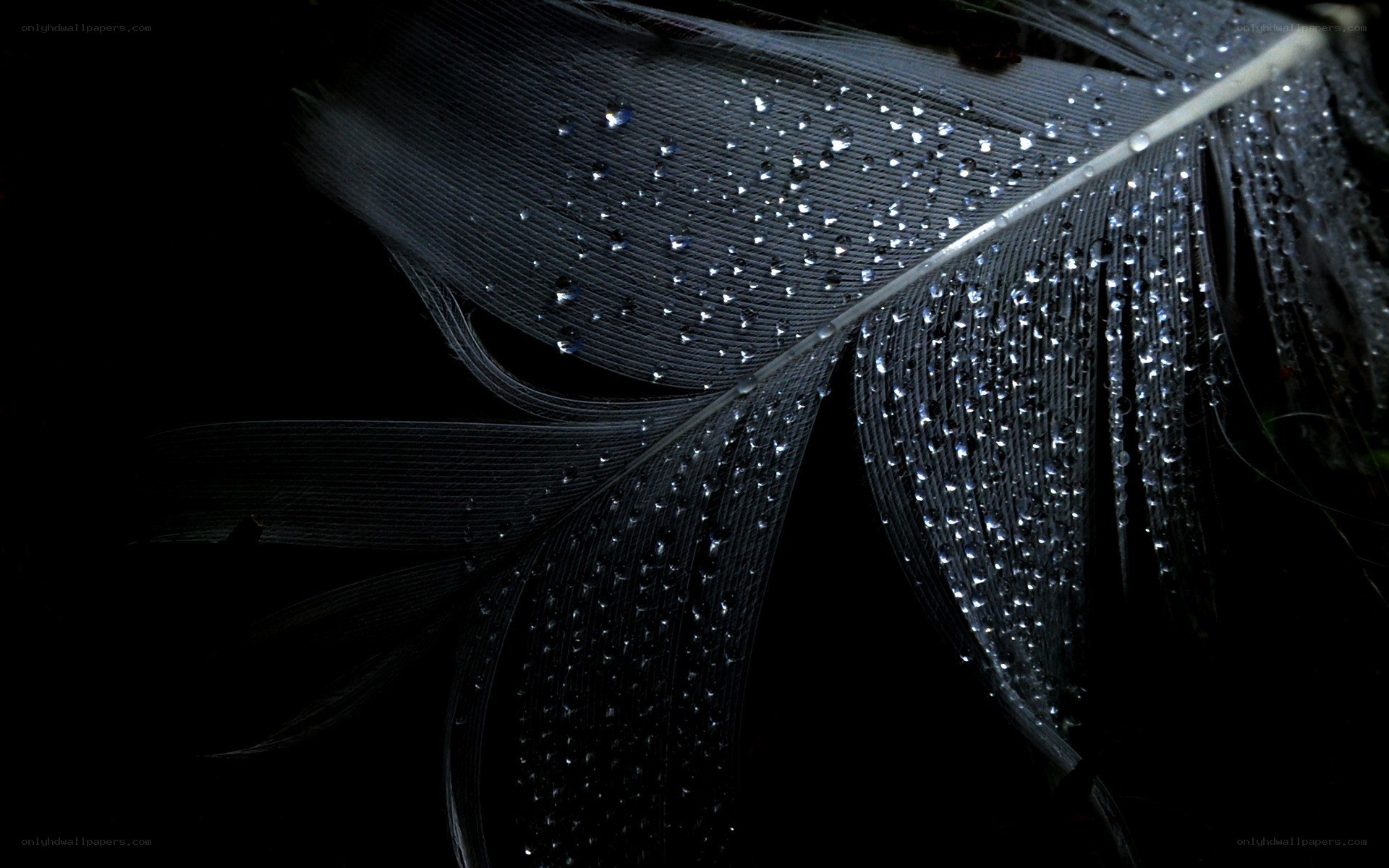 Black feather with water droplets