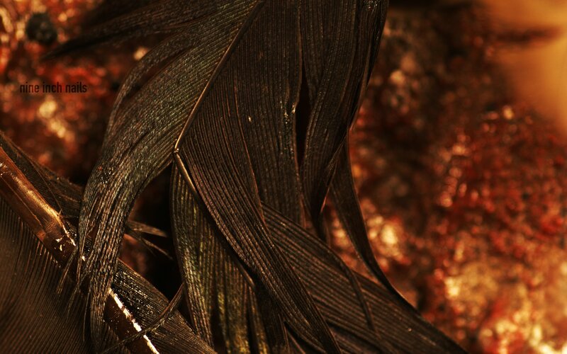 Black Feathers Close-up