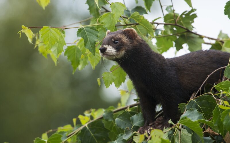 Black Ferret in Tree