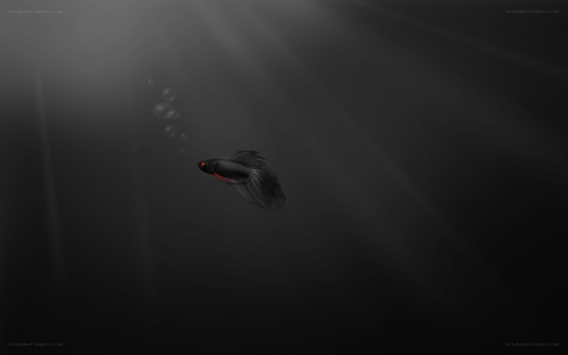 black fish in dark water