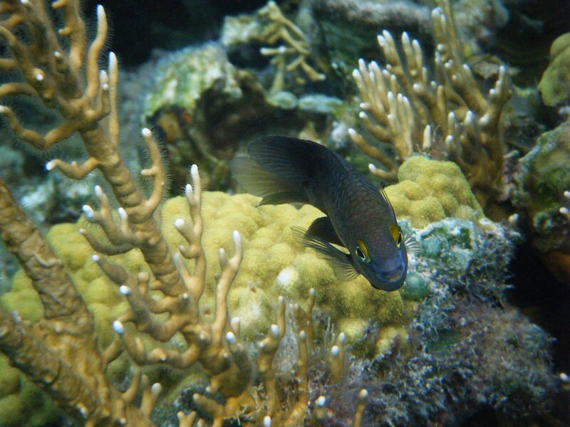Black Fish Near Coral