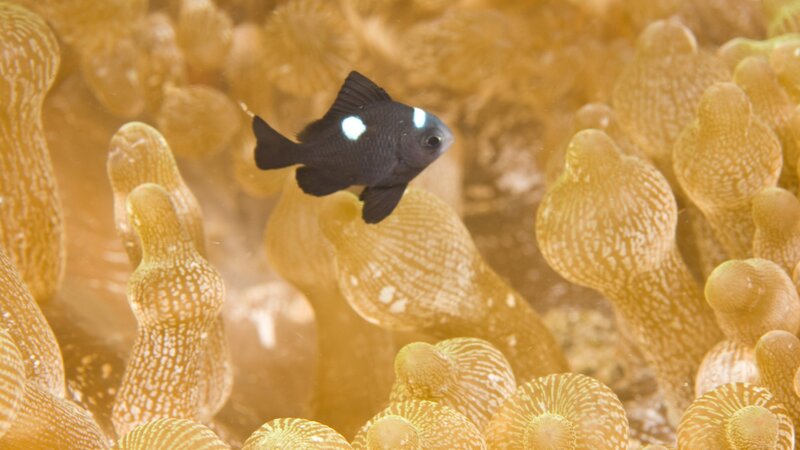 black fish with white spots