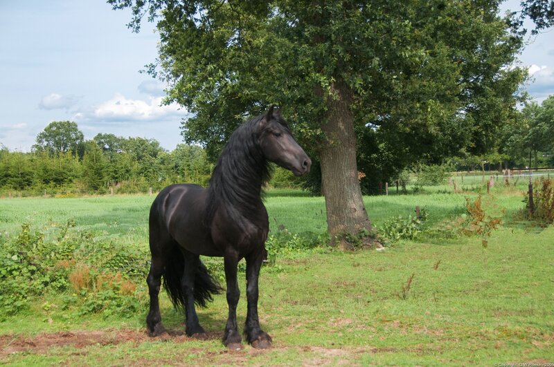 Black Flemish Horse — Green
