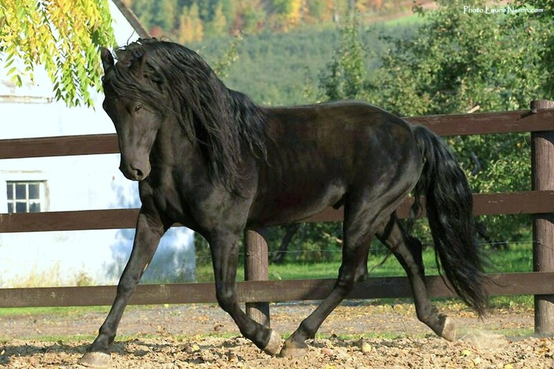 Black Flemish Horse