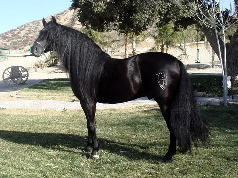 Black Flemish Stallion — Calm, Afternoon